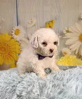 Romeo, a male Poodle - Toy  and Poodle - Miniature  for sale in Ripley, MS – 2 of 7