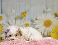 Winnie, a female Miniature Goldendoodle for sale in Ripley, MS – 2 of 10