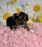 Rylee , a female Aussiedoodle for sale in Ripley, MS – 4 of 6