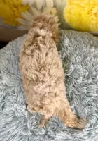 Ozzy, a male Poochon for sale in Ripley, MS – 8 of 9