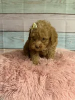Darla, a female Poodle - Toy  for sale in Ripley, MS – 2 of 4