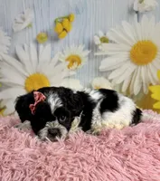 Raya, a female Shihpoo for sale in Ripley, MS – 5 of 10