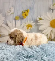 Arlo, a male Cocker Spaniel for sale in Ripley, MS – 9 of 10