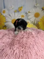 Ellie, a female Poodle - Toy  for sale in Ripley, MS – 6 of 10