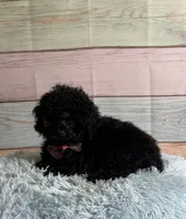 Nigel, a male Poodle - Toy  for sale in Ripley, MS – 5 of 5