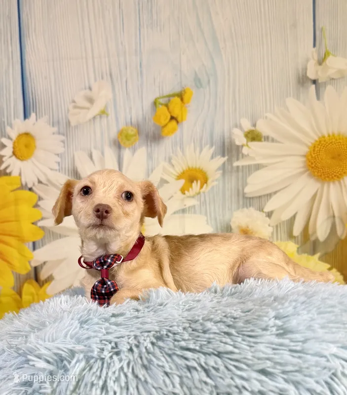 Henry  – Yorkshire Terrier, Poodle - Toy  puppy for sale in Ripley, MS