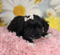 Kate, a female Miniature Schnauzer for sale in Ripley, MS – 2 of 10