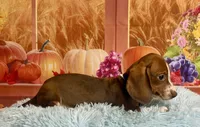 Ray, a male Miniature Dachshund for sale in Ripley, MS – 5 of 8