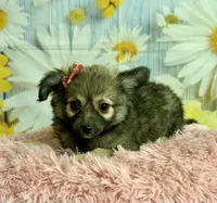     Juniper, a female Chihuahua for sale in Ripley, MS – 3 of 10