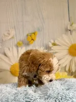 Otis, a male Miniature Goldendoodle for sale in Ripley, MS – 7 of 10