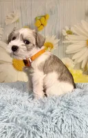 Toby, a male Miniature Schnauzer for sale in Ripley, MS – 5 of 6