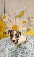 Skylar , a male Teddy Roosevelt Terrier for sale in Ripley, MS – 6 of 10