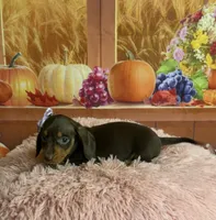 Tippy, a female Miniature Dachshund for sale in Ripley, MS – 1 of 6