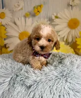 Ozzy, a male Poochon for sale in Ripley, MS – 5 of 9