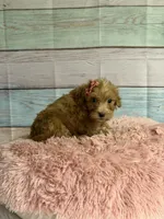 Tara, a female Miniature Goldendoodle for sale in Ripley, MS – 3 of 4
