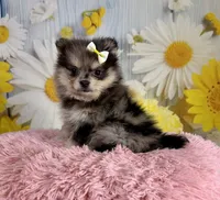 Millie, a female Pomeranian for sale in Ripley, MS – 6 of 10