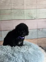 Pepper, a male Maltipoo for sale in Ripley, MS – 6 of 10