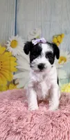 Nala, a female Miniature Schnauzer for sale in Ripley, MS – 3 of 8