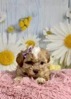 Meadow , a female Shihpoo for sale in Ripley, MS – 2 of 8