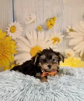 Tucker, a male Morkie for sale in Ripley, MS – 8 of 10