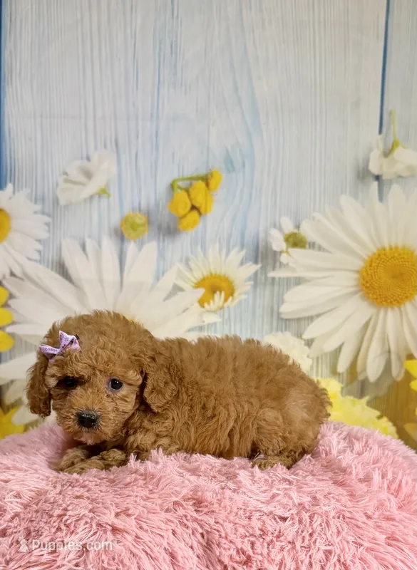 Daisy  – Poodle - Miniature  puppy for sale in Ripley, MS