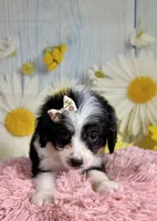 Annie, a female Aussiedoodle for sale in Ripley, MS – 6 of 6