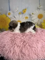     Violet, a female Poodle - Toy  for sale in Ripley, MS – 10 of 10