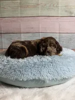 Bojangles , a male Cocker Spaniel for sale in Ripley, MS – 6 of 10