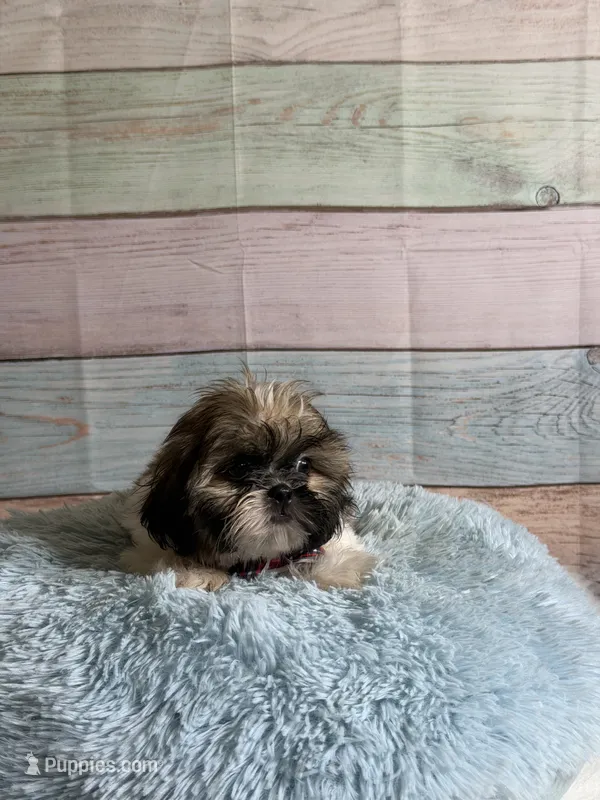 Frank – Shih Tzu puppy for sale in Ripley, MS
