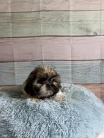 Frank, a male Shih Tzu for sale in Ripley, MS – 1 of 10