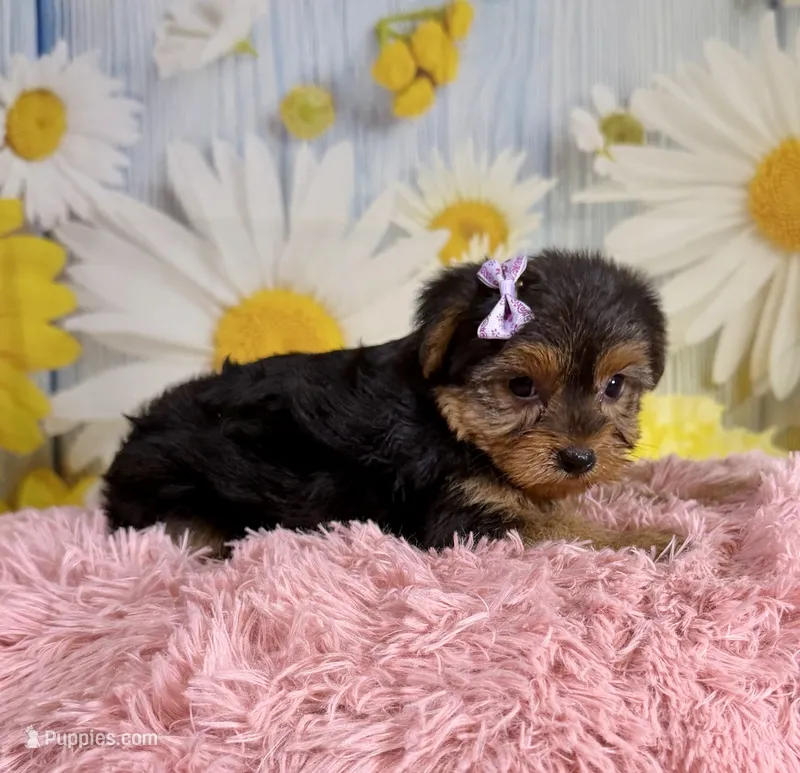 Josie – Yorkshire Terrier puppy for sale in Ripley, MS