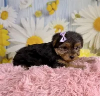 Josie, a female Yorkshire Terrier for sale in Ripley, MS – 1 of 10