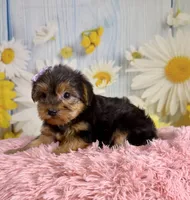 Josie, a female Yorkshire Terrier for sale in Ripley, MS – 9 of 10