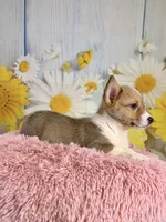 Jellybean , a female Pembroke Welsh Corgi for sale in Ripley, MS – 9 of 10