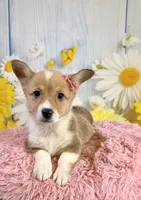 Jellybean , a female Pembroke Welsh Corgi for sale in Ripley, MS – 8 of 10