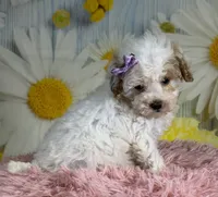 Winnie, a female Miniature Goldendoodle for sale in Ripley, MS – 5 of 10