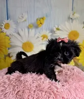 Roxie, a female Pekingese and Shih Tzu for sale in Ripley, MS – 6 of 7
