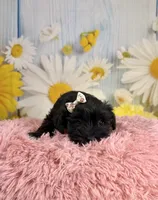 Kate, a female Miniature Schnauzer for sale in Ripley, MS – 10 of 10
