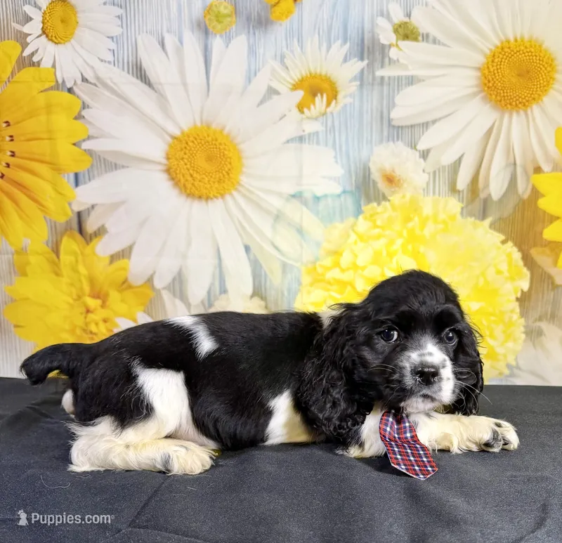 Gizmo – Cocker Spaniel puppy for sale in Ripley, MS