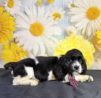 Gizmo, a male Cocker Spaniel for sale in Ripley, MS – 1 of 3