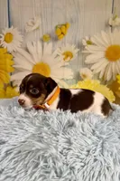 Jack, a male Jack Russell Terrier for sale in Ripley, MS – 6 of 8
