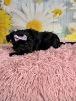 Lulu, a female Morkie for sale in Ripley, MS – 6 of 10