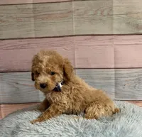 Arlo, a male Poodle - Toy  for sale in Ripley, MS – 7 of 7