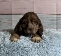 Bojangles , a male Cocker Spaniel for sale in Ripley, MS – 4 of 10