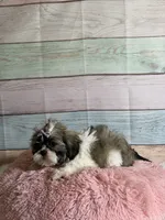 Sybil, a female Shih Tzu for sale in Ripley, MS – 5 of 7