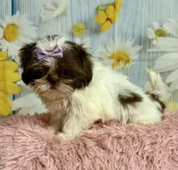 Rylee, a female Shih Tzu for sale in Ripley, MS – 8 of 10