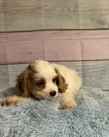 Ben, a male Cockapoo for sale in Ripley, MS – 1 of 5