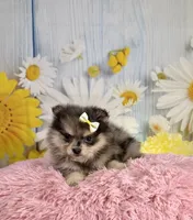 Millie, a female Pomeranian for sale in Ripley, MS – 4 of 10