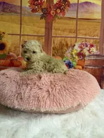 Chloe, a female Poodle - Toy  for sale in Ripley, MS – 4 of 6