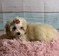 Winnie, a female Poodle - Toy  for sale in Ripley, MS – 5 of 7